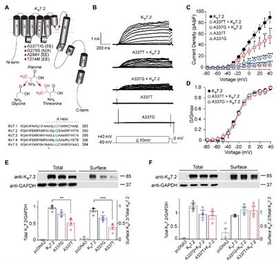 Two KCNQ2 Encephalopathy Variants in the Calmodulin-Binding Helix A Exhibit Dominant-Negative Effects and Altered PIP2 Interaction